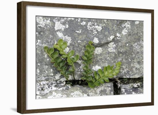 Rustyback Fern (Ceterach Officinarum), Growing in Wall, Near Hartland, North Devon, UK. December-Ross Hoddinott-Framed Photographic Print