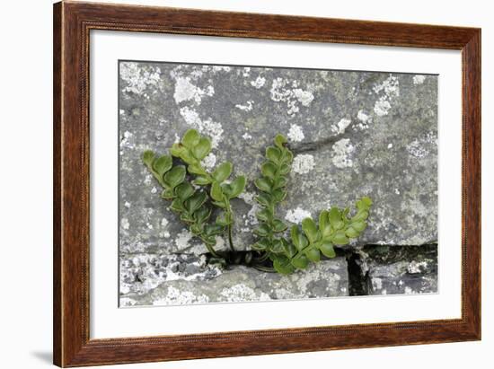 Rustyback Fern (Ceterach Officinarum), Growing in Wall, Near Hartland, North Devon, UK. December-Ross Hoddinott-Framed Photographic Print