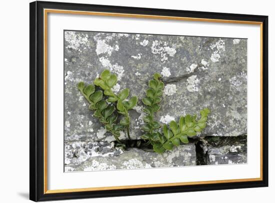 Rustyback Fern (Ceterach Officinarum), Growing in Wall, Near Hartland, North Devon, UK. December-Ross Hoddinott-Framed Photographic Print