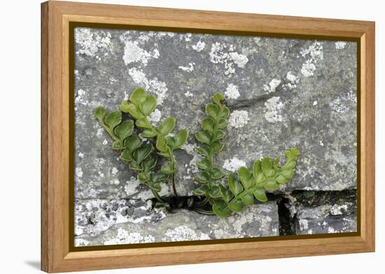 Rustyback Fern (Ceterach Officinarum), Growing in Wall, Near Hartland, North Devon, UK. December-Ross Hoddinott-Framed Premier Image Canvas