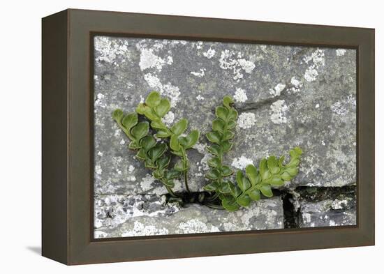 Rustyback Fern (Ceterach Officinarum), Growing in Wall, Near Hartland, North Devon, UK. December-Ross Hoddinott-Framed Premier Image Canvas