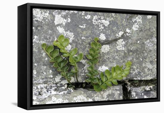 Rustyback Fern (Ceterach Officinarum), Growing in Wall, Near Hartland, North Devon, UK. December-Ross Hoddinott-Framed Premier Image Canvas