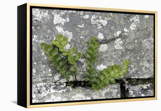 Rustyback Fern (Ceterach Officinarum), Growing in Wall, Near Hartland, North Devon, UK. December-Ross Hoddinott-Framed Premier Image Canvas