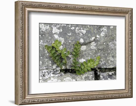 Rustyback Fern (Ceterach Officinarum), Growing in Wall, Near Hartland, North Devon, UK. December-Ross Hoddinott-Framed Photographic Print