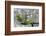 Rustyback Fern (Ceterach Officinarum), Growing in Wall, Near Hartland, North Devon, UK. December-Ross Hoddinott-Framed Photographic Print