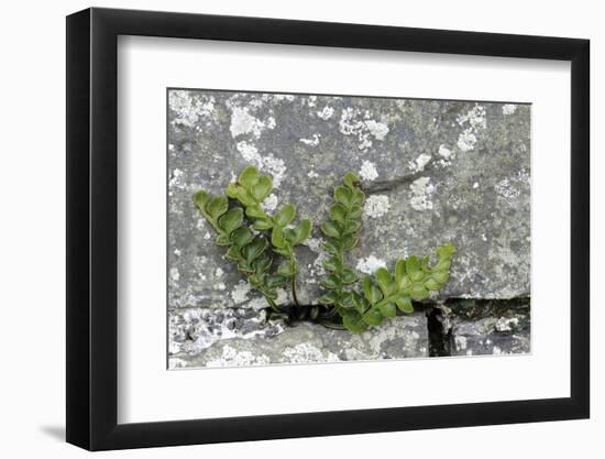 Rustyback Fern (Ceterach Officinarum), Growing in Wall, Near Hartland, North Devon, UK. December-Ross Hoddinott-Framed Photographic Print