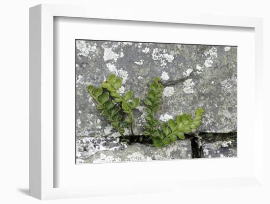 Rustyback Fern (Ceterach Officinarum), Growing in Wall, Near Hartland, North Devon, UK. December-Ross Hoddinott-Framed Photographic Print