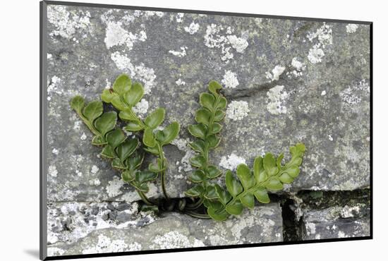 Rustyback Fern (Ceterach Officinarum), Growing in Wall, Near Hartland, North Devon, UK. December-Ross Hoddinott-Mounted Photographic Print