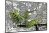 Rustyback Fern (Ceterach Officinarum), Growing in Wall, Near Hartland, North Devon, UK. December-Ross Hoddinott-Mounted Photographic Print