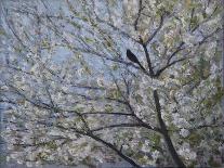 Blackbird Singing in Cherry Blossom-Ruth Addinall-Framed Giclee Print