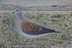 Turtle Dove-Ruth Addinall-Giclee Print