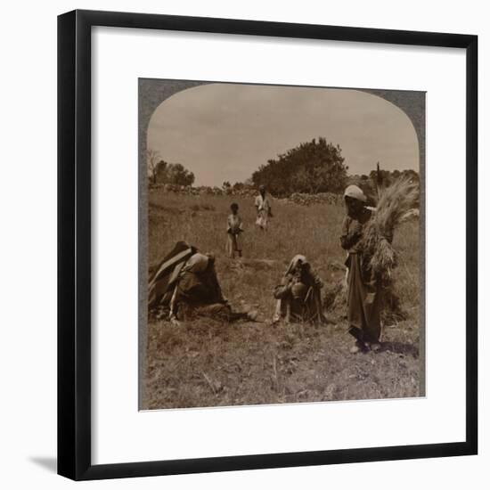 'Ruth gleaning in the Fields of Boaz', c1900-Unknown-Framed Photographic Print