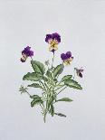 Viola Tricolor, 1999-Ruth Hall-Framed Giclee Print