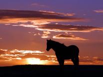 A Wild Horse Lingers at the Edge of the Badlands Near Fryburg, N.D.-Ruth Plunkett-Photographic Print