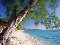 Leaning Tree Above Calm Turquoise Sea, Seven Mile Beach, Grand Cayman, Cayman Islands, West Indies-Ruth Tomlinson-Photographic Print