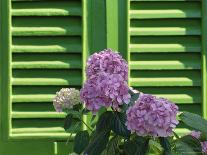 Pink Hydrangea Flowers in Front of Green Shutters of the Villa Durazzo, Liguria, Italy-Ruth Tomlinson-Photographic Print