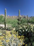 Tall Saguaro Cacti (Cereus Giganteus) in Desert Landscape, Sabino Canyon, Tucson, USA-Ruth Tomlinson-Photographic Print