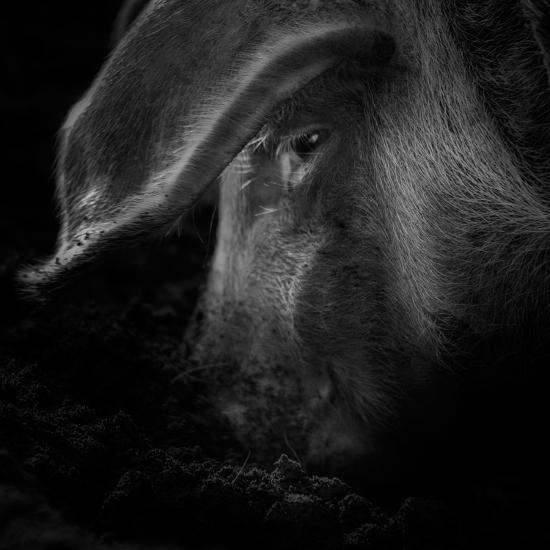 Photographic Print, , large