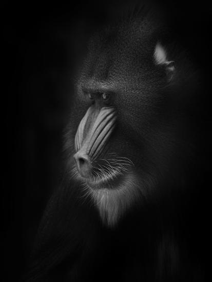 Photographic Print, , large