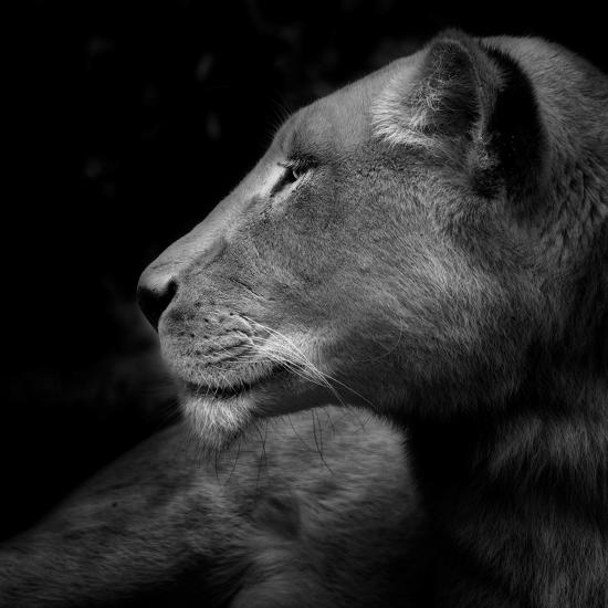 Photographic Print, , large