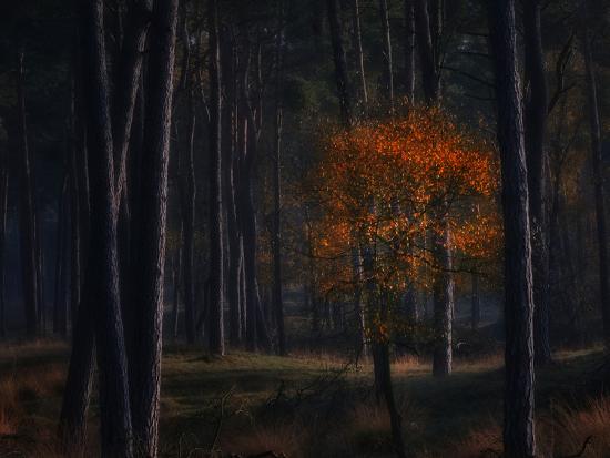 Photographic Print, , large