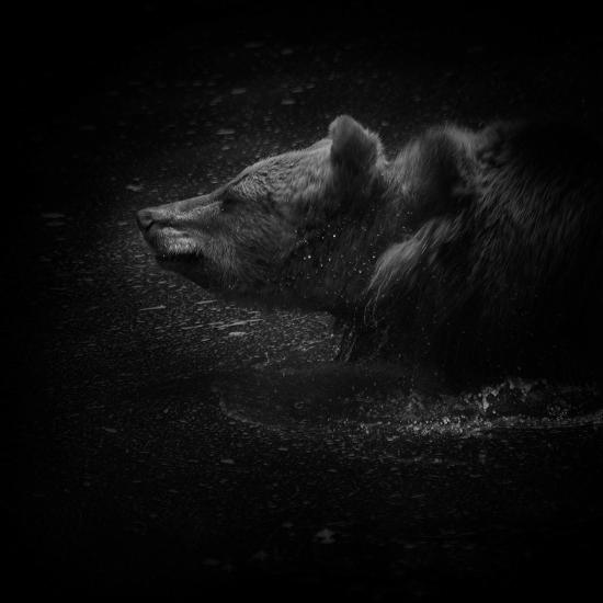 Photographic Print, , large