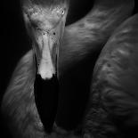 Lurking-Ruud Peters-Photographic Print