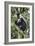 Ruwenzori Black-and-white Colobi-Tony Camacho-Framed Photographic Print