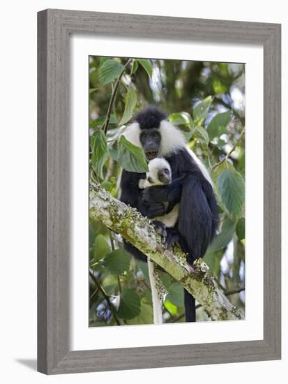 Ruwenzori Black-and-white Colobi-Tony Camacho-Framed Photographic Print