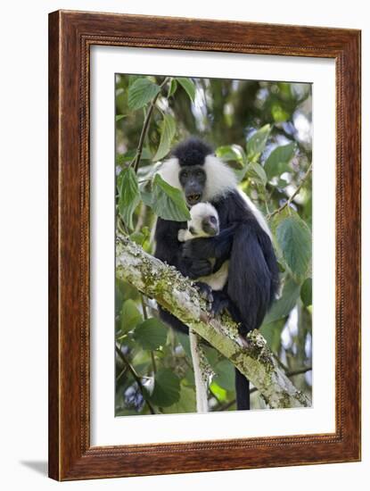 Ruwenzori Black-and-white Colobi-Tony Camacho-Framed Photographic Print