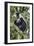 Ruwenzori Black-and-white Colobi-Tony Camacho-Framed Photographic Print