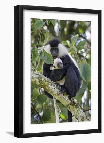 Ruwenzori Black-and-white Colobi-Tony Camacho-Framed Photographic Print