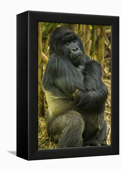 Rwanda. A silverback mountain gorilla at Volcanoes National Park.-Ralph H. Bendjebar-Framed Premier Image Canvas