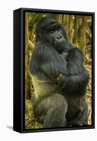 Rwanda. A silverback mountain gorilla at Volcanoes National Park.-Ralph H. Bendjebar-Framed Premier Image Canvas