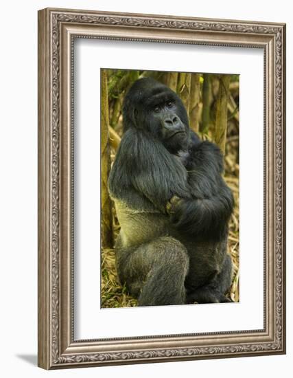 Rwanda. A silverback mountain gorilla at Volcanoes National Park.-Ralph H. Bendjebar-Framed Photographic Print