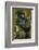 Rwanda. A silverback mountain gorilla at Volcanoes National Park.-Ralph H. Bendjebar-Framed Photographic Print