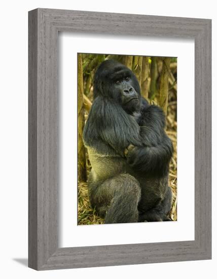 Rwanda. A silverback mountain gorilla at Volcanoes National Park.-Ralph H. Bendjebar-Framed Photographic Print