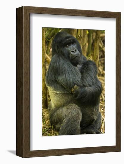 Rwanda. A silverback mountain gorilla at Volcanoes National Park.-Ralph H. Bendjebar-Framed Photographic Print