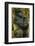 Rwanda. A silverback mountain gorilla at Volcanoes National Park.-Ralph H. Bendjebar-Framed Photographic Print