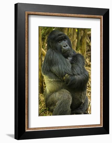 Rwanda. A silverback mountain gorilla at Volcanoes National Park.-Ralph H. Bendjebar-Framed Photographic Print