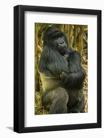 Rwanda. A silverback mountain gorilla at Volcanoes National Park.-Ralph H. Bendjebar-Framed Photographic Print
