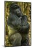 Rwanda. A silverback mountain gorilla at Volcanoes National Park.-Ralph H. Bendjebar-Mounted Photographic Print