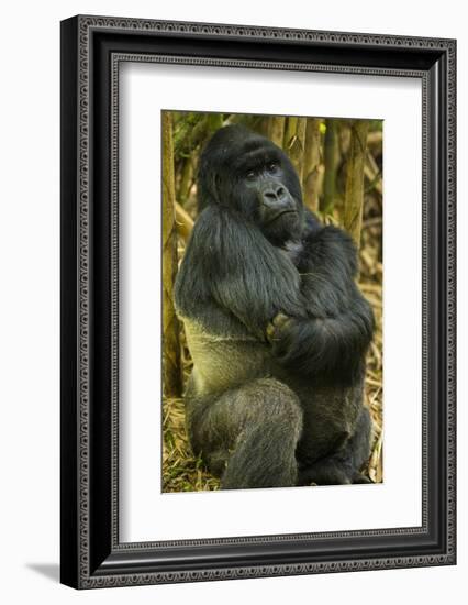 Rwanda. A silverback mountain gorilla at Volcanoes National Park.-Ralph H. Bendjebar-Framed Photographic Print