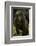 Rwanda. Juvenile mountain gorilla at Volcanoes National Park.-Ralph H. Bendjebar-Framed Photographic Print