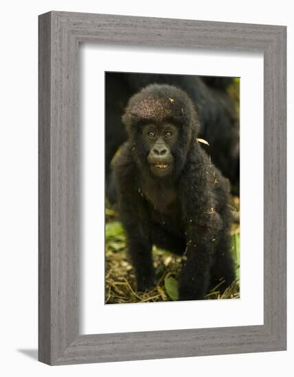 Rwanda. Juvenile mountain gorilla at Volcanoes National Park.-Ralph H. Bendjebar-Framed Photographic Print