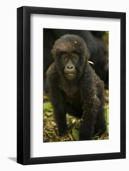 Rwanda. Juvenile mountain gorilla at Volcanoes National Park.-Ralph H. Bendjebar-Framed Photographic Print