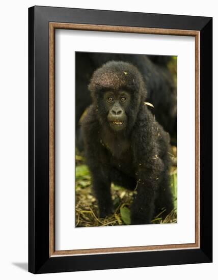 Rwanda. Juvenile mountain gorilla at Volcanoes National Park.-Ralph H. Bendjebar-Framed Photographic Print