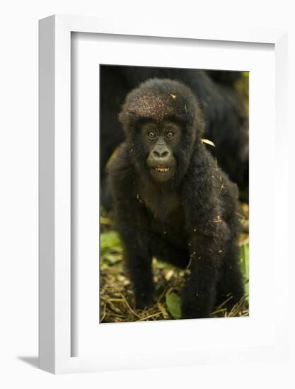 Rwanda. Juvenile mountain gorilla at Volcanoes National Park.-Ralph H. Bendjebar-Framed Photographic Print