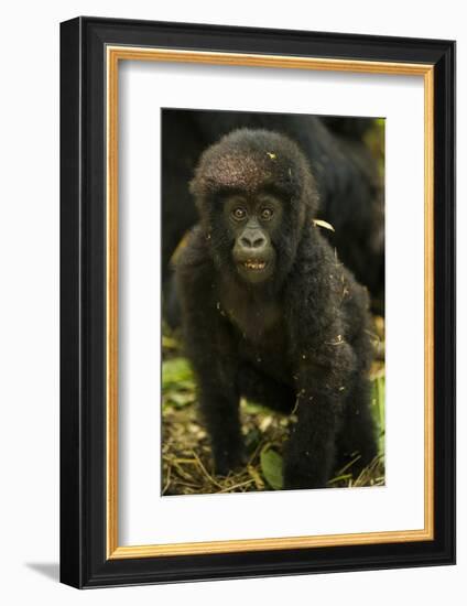 Rwanda. Juvenile mountain gorilla at Volcanoes National Park.-Ralph H. Bendjebar-Framed Photographic Print