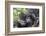 Rwanda, Volcanoes National Park, Ruhengeri, Kinigi. Mountain gorilla. Baby and mother.-Emily Wilson-Framed Photographic Print